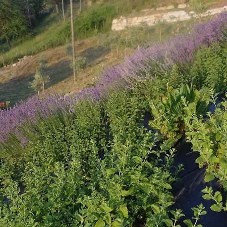 アパート Casa Banana Castino