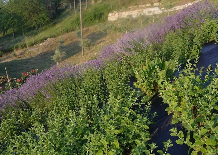 Apartment Casa Banana Castino